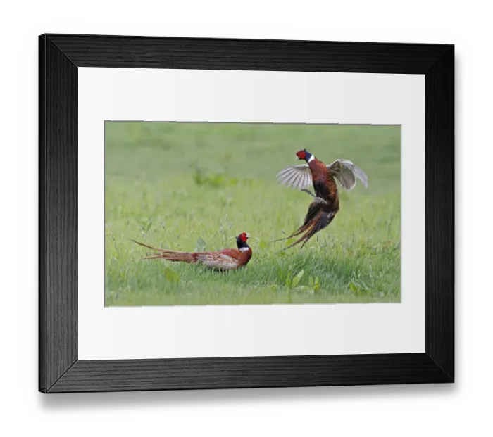Framed Print : Common Pheasant (Phasianus colchicus) two adult males, fighting in field, Leicestershire, England, may Framed Print : Common Pheasant (Phasianus colchicus) two adult males, fighting in field, Leicestershire, England, may