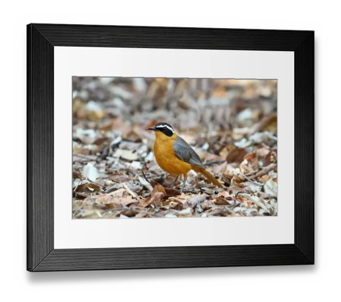 Framed Print : White-browed Robin-chat (Cossypha heuglini) adult, standing amongst leaf litter, Chobe N. P. Botswana Framed Print : White-browed Robin-chat (Cossypha heuglini) adult, standing amongst leaf litter, Chobe N. P. Botswana