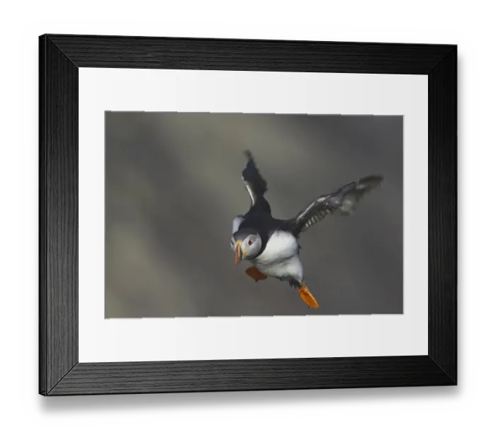 Framed Print : Atlantic Puffin (Fratercula arctica) adult, in flight, landing on clifftop, Hermaness N. N. R. Unst, Shetland Islands, Scotland Framed Print : Atlantic Puffin (Fratercula arctica) adult, in flight, landing on clifftop, Hermaness N. N. R. Unst, Shetland Islands, Scotland