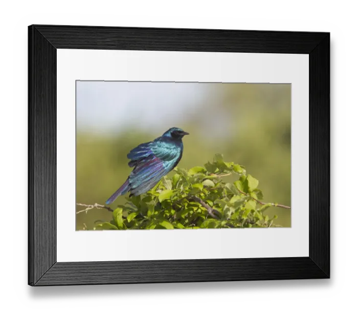 Framed Print : Burchell's Glossy-starling (Lamprotornis australis) adult, sunning, perched in bush, Okavango Delta, Botswana Framed Print : Burchell's Glossy-starling (Lamprotornis australis) adult, sunning, perched in bush, Okavango Delta, Botswana