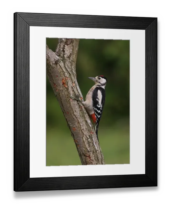 Framed Print : Greater Spotted Woodpecker (Dendrocopus major) immature, foraging on tree trunk, Norfolk, England, august Framed Print : Greater Spotted Woodpecker (Dendrocopus major) immature, foraging on tree trunk, Norfolk, England, august