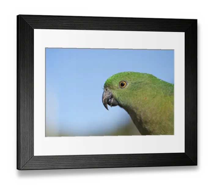 Framed Print : Australian King Parrot (Alisterus scapularis) adult female, close-up of head, Lamington N. P. Queensland, Australia