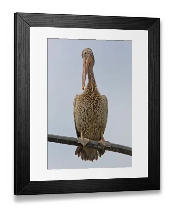 Framed Print : Spot-billed Pelican (Pelecanus philippensis) immature, standing on street lamppost, Colombo, Sri Lanka, november Framed Print : Spot-billed Pelican (Pelecanus philippensis) immature, standing on street lamppost, Colombo, Sri Lanka, november
