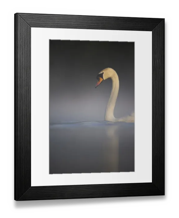 Framed Print : Mute Swan (Cygnus olor) adult, swimming on misty lake in dawn sunlight, Derbyshire, England, april Framed Print : Mute Swan (Cygnus olor) adult, swimming on misty lake in dawn sunlight, Derbyshire, England, april