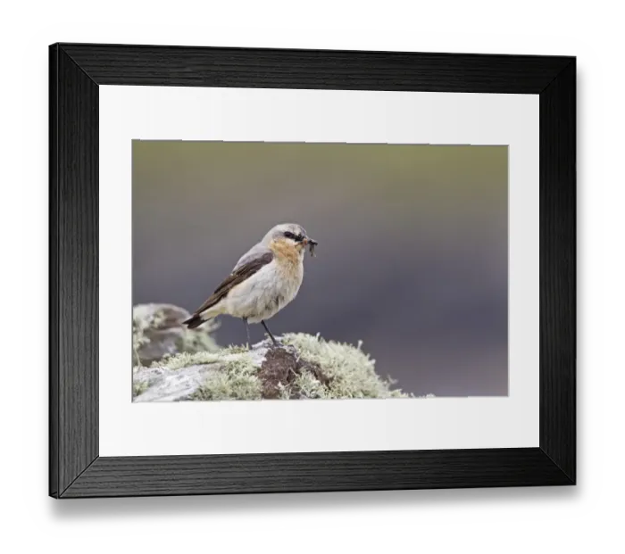 Framed Print : Northern Wheatear (Oenanthe oenanthe) adult male, with insects in beak, perched on lichen covered rock, Shetland Islands, Scotland, june