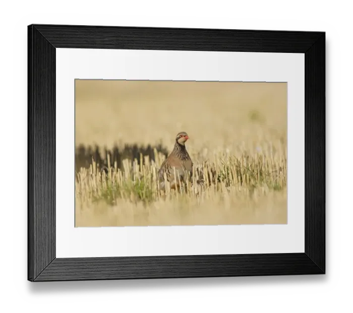 Framed Print : Red-legged Partridge (Alectoris rufa) adult, standing in stubble field, Yorkshire, England, august Framed Print : Red-legged Partridge (Alectoris rufa) adult, standing in stubble field, Yorkshire, England, august