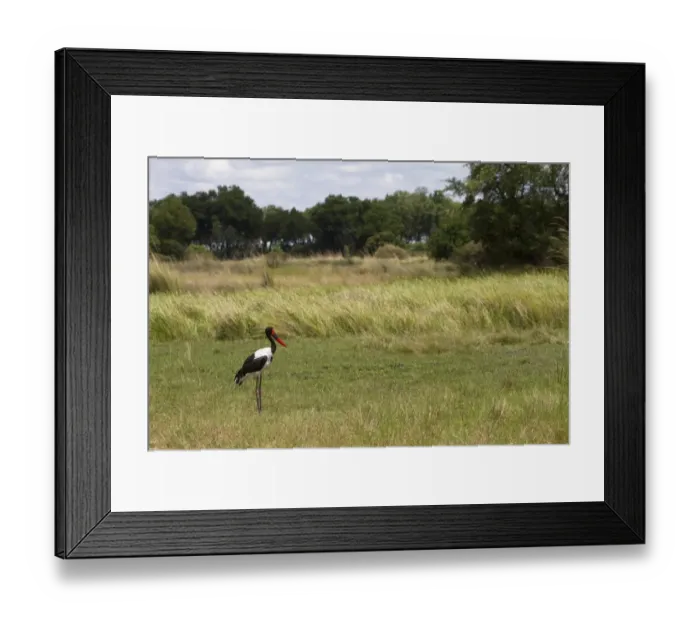 Framed Print : Saddle-billed Stork (Ephippiorhynchus senegalensis) adult female, standing in habitat, Okavango Delta, Botswana