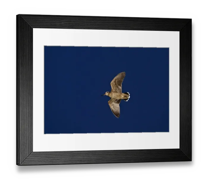 Framed Print : Eurasian Woodcock (Scolopax rusticola) adult, in roding flight over territory at dusk, Norfolk, England, june Framed Print : Eurasian Woodcock (Scolopax rusticola) adult, in roding flight over territory at dusk, Norfolk, England, june