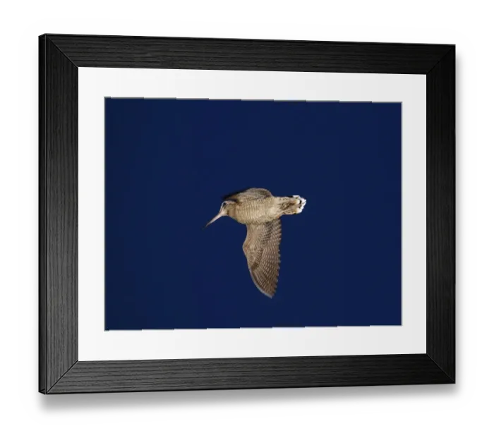 Framed Print : Eurasian Woodcock (Scolopax rusticola) adult, in roding flight over territory at dusk, Norfolk, England, june Framed Print : Eurasian Woodcock (Scolopax rusticola) adult, in roding flight over territory at dusk, Norfolk, England, june