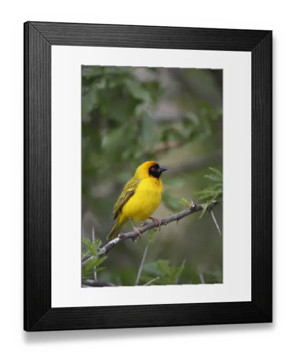 Framed Print : Southern Masked Weaver (Ploceus velatus) adult male, perched on twig, Pilanesberg N. P. North West Province, South Africa Framed Print : Southern Masked Weaver (Ploceus velatus) adult male, perched on twig, Pilanesberg N. P. North West Province, South Africa