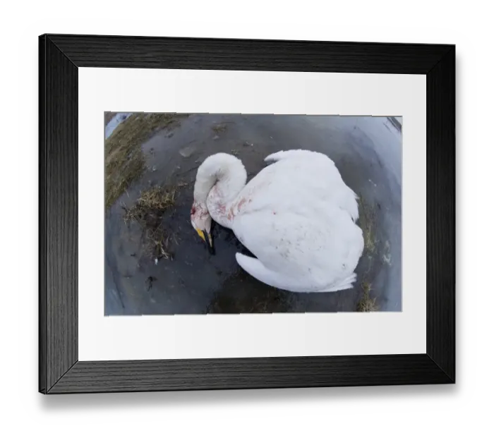 Framed Print : Whooper Swan (Cygnus cygnus) dead adult, suspected victim of avian flu, Bulgaria, february Framed Print : Whooper Swan (Cygnus cygnus) dead adult, suspected victim of avian flu, Bulgaria, february