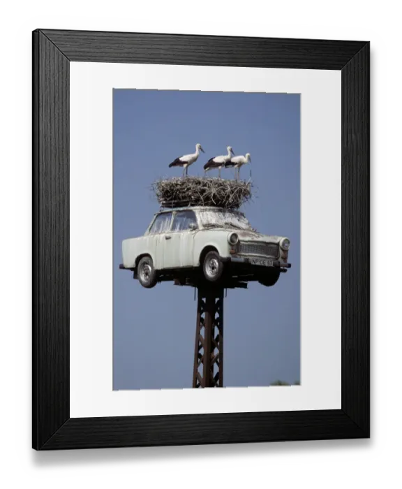 Framed Print : White Stork (Ciconia ciconia) three immatures, nesting on Trabant car roof on high post, Neuruppin, Brandenburg, Germany Framed Print : White Stork (Ciconia ciconia) three immatures, nesting on Trabant car roof on high post, Neuruppin, Brandenburg, Germany