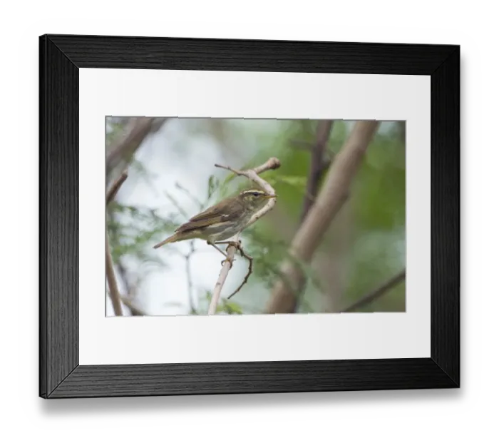 Framed Print : Arctic Warbler (Phylloscopus borealis) adult, wintering migrant, perched on twig, Candaba Marsh, Luzon Island, Philippines