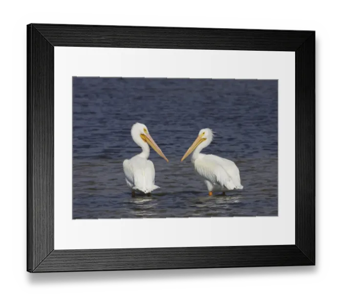 Framed Print : American White Pelican (Pelecanus erythrorhynchos) adult pair, non-breeding plumage, standing in water, Ding Darling N. W. R. florida, USA Framed Print : American White Pelican (Pelecanus erythrorhynchos) adult pair, non-breeding plumage, standing in water, Ding Darling N. W. R. florida, USA