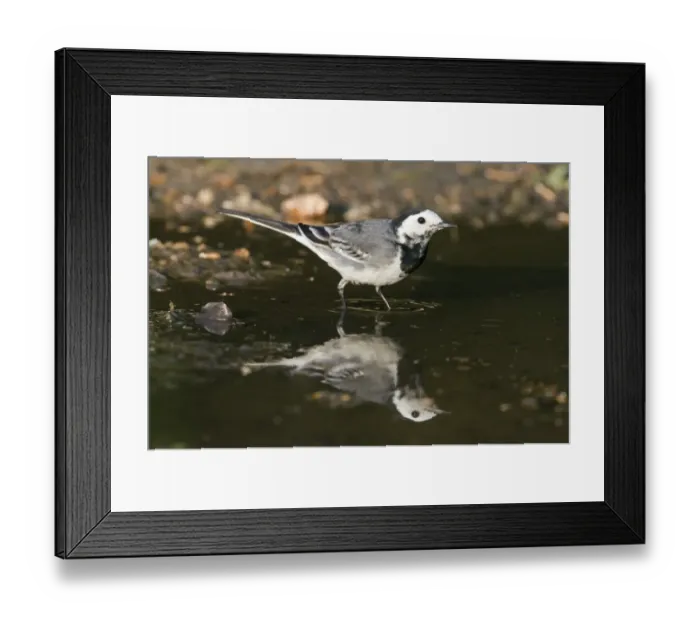 Framed Print : Pied Wagtail (Motacilla alba yarrellii) adult female, drinking at puddle with reflection, Norfolk, England, april Framed Print : Pied Wagtail (Motacilla alba yarrellii) adult female, drinking at puddle with reflection, Norfolk, England, april