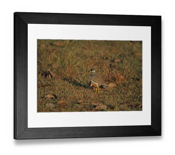 Framed Print : Yellow-wattled Lapwing (Vanellus malabaricus) adult, standing on grass, Kanha N. P. Madhya Pradesh, India, november Framed Print : Yellow-wattled Lapwing (Vanellus malabaricus) adult, standing on grass, Kanha N. P. Madhya Pradesh, India, november