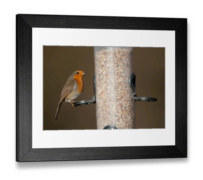 Framed Print : European Robin (Erithacus rubecula) adult, feeding on seeds at hanging birdfeeder, Norfolk, England, december Framed Print : European Robin (Erithacus rubecula) adult, feeding on seeds at hanging birdfeeder, Norfolk, England, december