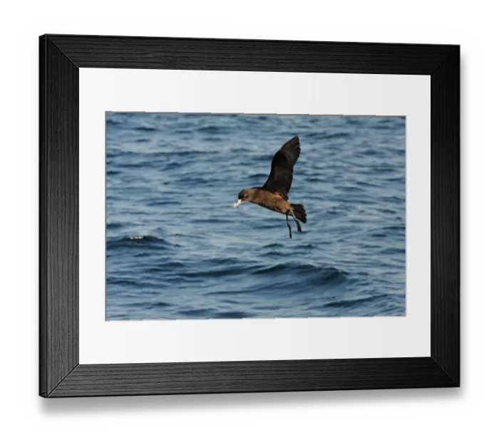 Framed Print : White-chinned Petrel (Procellaria aequinoctialis) adult, in flight over sea on wintering grounds, off Mar de Plata, Buenos Aires, Argentina, july Framed Print : White-chinned Petrel (Procellaria aequinoctialis) adult, in flight over sea on wintering grounds, off Mar de Plata, Buenos Aires, Argentina, july