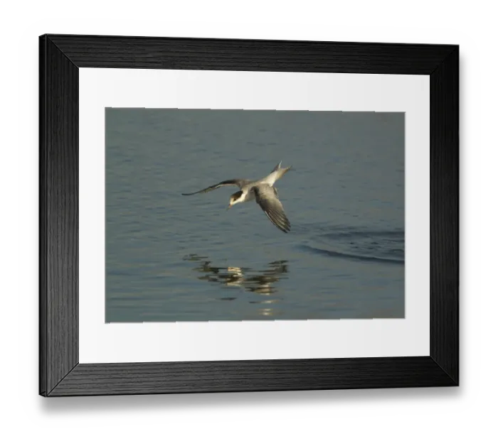 Framed Print : Common Tern (Sterna hirundo) immature, in flight, fishing, Norfolk, England, august Framed Print : Common Tern (Sterna hirundo) immature, in flight, fishing, Norfolk, England, august