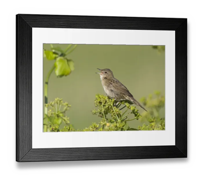 Framed Print : Grasshopper Warbler (Locustella naevia) adult, singing, perched on umbellifer seedhead, Cley, Norfolk, England, june Framed Print : Grasshopper Warbler (Locustella naevia) adult, singing, perched on umbellifer seedhead, Cley, Norfolk, England, june