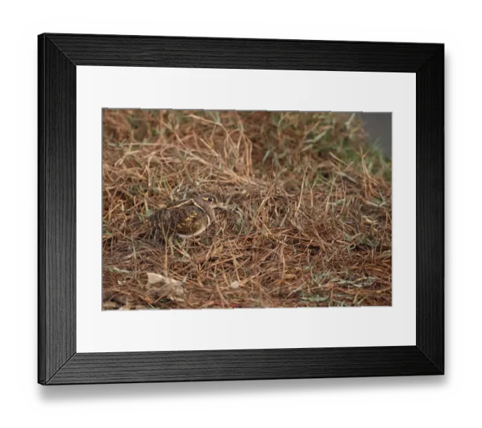 Framed Print : Greater Painted-snipe (Rostratula benghalensis) adult male, standing amongst vegetation, Keoladeo Ghana N. P. (Bharatpur), Rajasthan, India, november Framed Print : Greater Painted-snipe (Rostratula benghalensis) adult male, standing amongst vegetation, Keoladeo Ghana N. P. (Bharatpur), Rajasthan, India, november