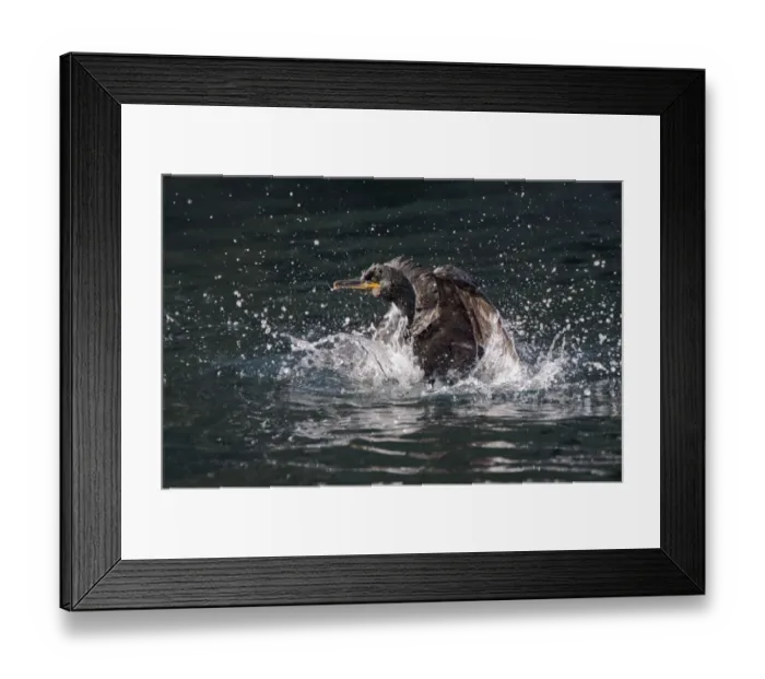 Framed Print : European Shag (Phalacrocorax aristotelis) adult, bathing, Isle of May, Firth of Forth, Scotland Framed Print : European Shag (Phalacrocorax aristotelis) adult, bathing, Isle of May, Firth of Forth, Scotland