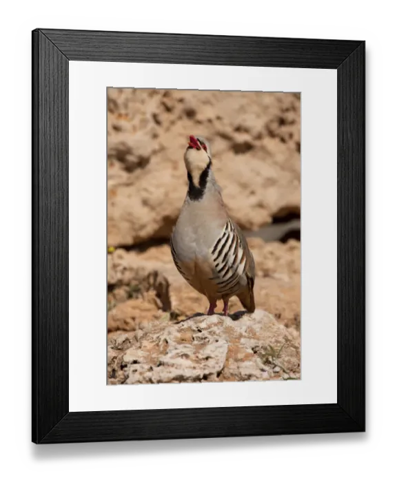 Framed Print : Chukar Partridge (Alectoris chukar) adult male, calling, standing on rock, Greece, april Framed Print : Chukar Partridge (Alectoris chukar) adult male, calling, standing on rock, Greece, april