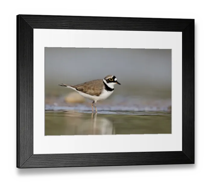 Framed Print : Little Ringed Plover (Charadrius dubius) adult male, summer plumage, standing in shallow water, Midlands, England, april Framed Print : Little Ringed Plover (Charadrius dubius) adult male, summer plumage, standing in shallow water, Midlands, England, april