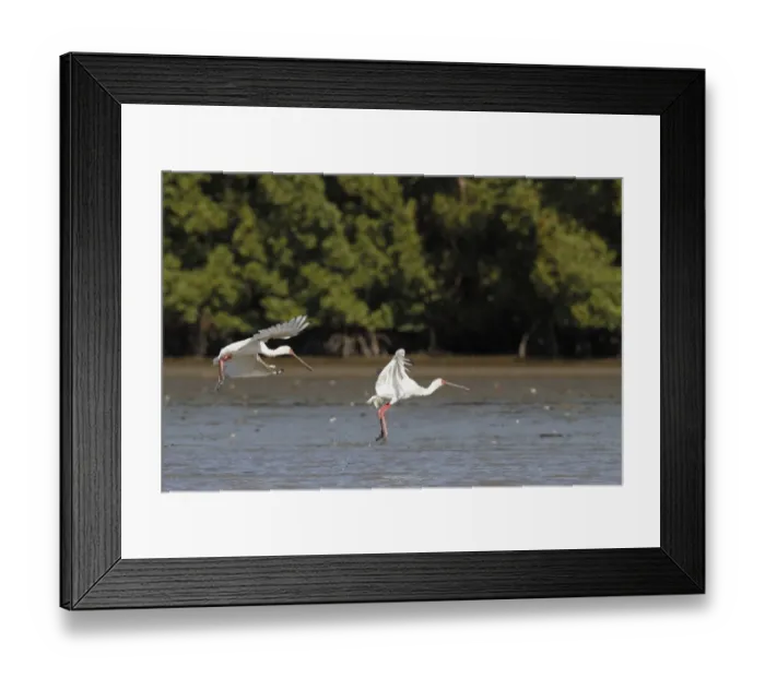 Framed Print : African Spoonbill (Platalea alba) two adults, in flight, taking off from water, Gambia, january Framed Print : African Spoonbill (Platalea alba) two adults, in flight, taking off from water, Gambia, january