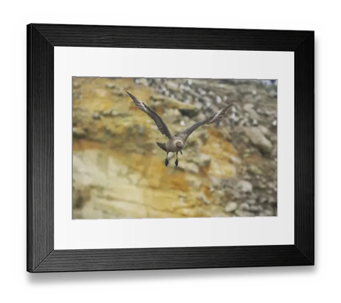 Framed Print : Antarctic Skua (Catharacta antarctica) adult, in flight, New Island, Falkland Islands Framed Print : Antarctic Skua (Catharacta antarctica) adult, in flight, New Island, Falkland Islands