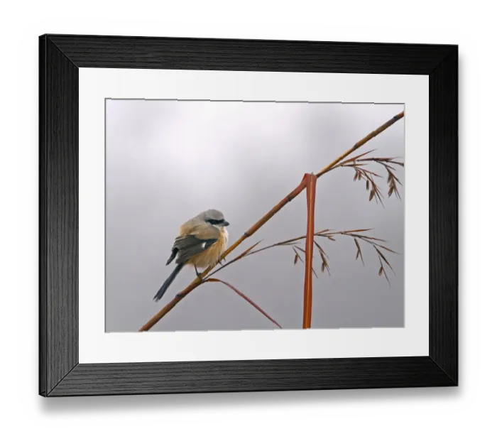 Framed Print : Long-tailed Shrike (Lanius schach) adult, perched on stem, Uttaranchal, India, january Framed Print : Long-tailed Shrike (Lanius schach) adult, perched on stem, Uttaranchal, India, january