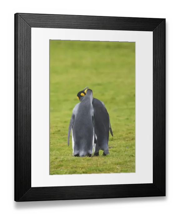 Framed Print : King Penguin (Aptenodytes patagonicus) adult pair, in courtship display, standing on grass, Fortuna Bay, South Georgia Framed Print : King Penguin (Aptenodytes patagonicus) adult pair, in courtship display, standing on grass, Fortuna Bay, South Georgia