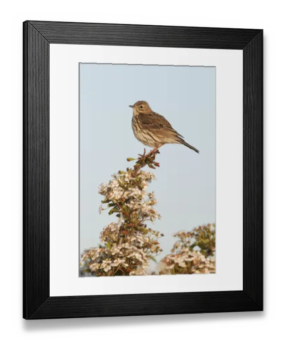 Framed Print : Meadow Pipit (Anthus pratensis) adult, perched on flowering hawthorn, North Kent Marshes, Isle of Sheppey, Kent, England, may