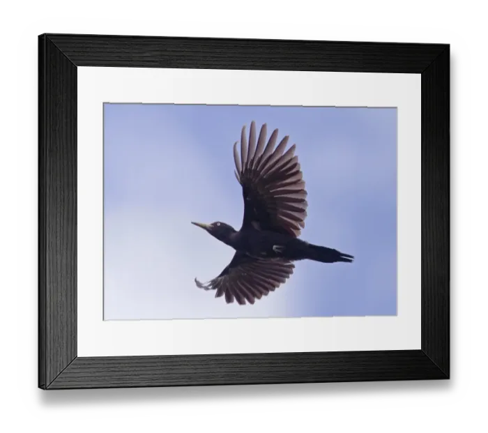 Framed Print : Black Woodpecker (Dryocopus martius) adult male, in flight, Finland, june Framed Print : Black Woodpecker (Dryocopus martius) adult male, in flight, Finland, june