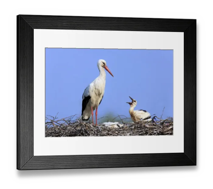 Framed Print : White Stork (Ciconia ciconia) adult with chicks, begging in nest, Philippsburg, Baden-Wurttemberg, Germany, may Framed Print : White Stork (Ciconia ciconia) adult with chicks, begging in nest, Philippsburg, Baden-Wurttemberg, Germany, may