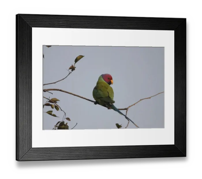 Framed Print : Plum-headed Parakeet (Psittacula cyanocephala) adult male, perched on twig, Ranthambore N. P. Rajasthan, India, january Framed Print : Plum-headed Parakeet (Psittacula cyanocephala) adult male, perched on twig, Ranthambore N. P. Rajasthan, India, january