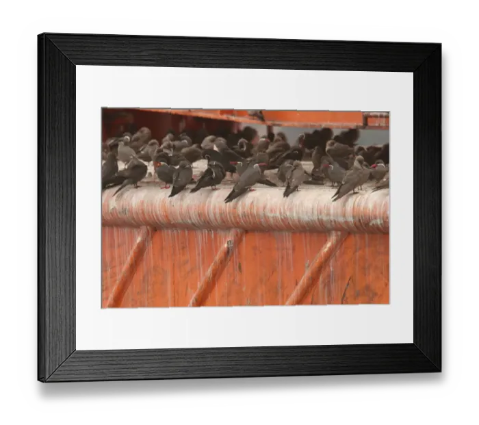 Framed Print : Inca Tern (Larosterna inca) adults and immatures, flock roosting in harbour, Quintero, Chile, november Framed Print : Inca Tern (Larosterna inca) adults and immatures, flock roosting in harbour, Quintero, Chile, november