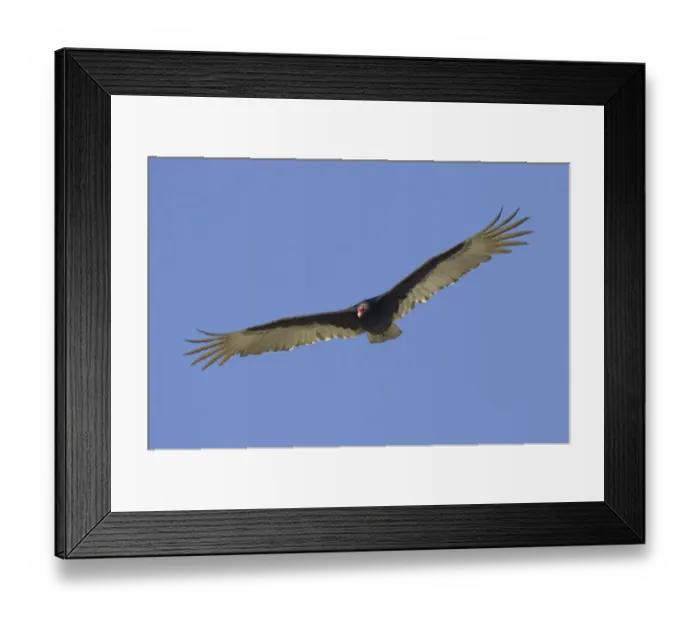 Framed Print : Turkey Vulture (Cathartes aura) adult, in flight, Lake Kissimmee, Florida, U. S. A Framed Print : Turkey Vulture (Cathartes aura) adult, in flight, Lake Kissimmee, Florida, U. S. A