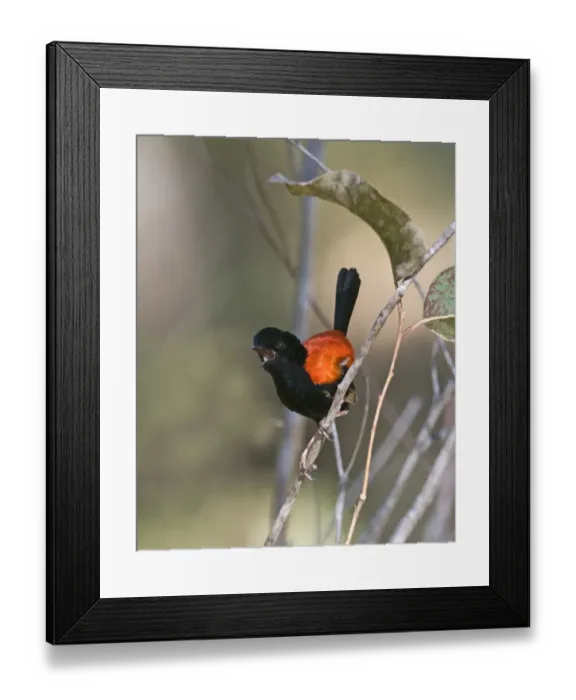 Framed Print : Red-backed Fairywren (Malurus melanocephalus) adult male, singing, perched on twig, Queensland, Australia Framed Print : Red-backed Fairywren (Malurus melanocephalus) adult male, singing, perched on twig, Queensland, Australia