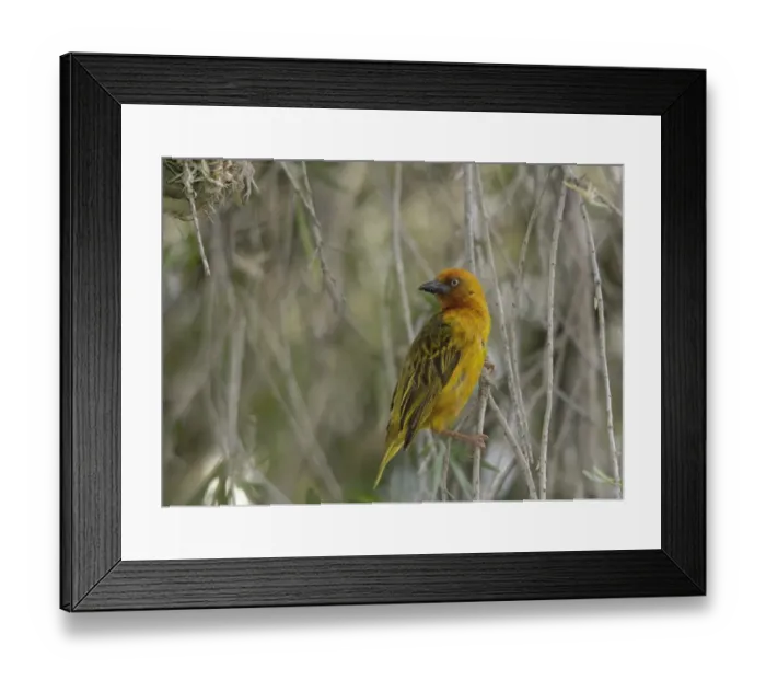 Framed Print : Cape Weaver (Ploceus capensis) adult male, perched on twig, Zululand, KwaZulu-Natal, South Africa Framed Print : Cape Weaver (Ploceus capensis) adult male, perched on twig, Zululand, KwaZulu-Natal, South Africa