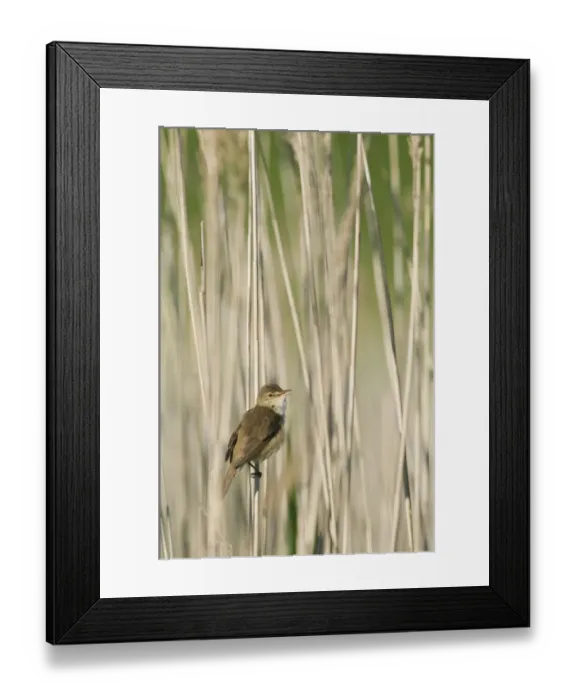 Framed Print : Eurasian Reed-warbler (Acrocephalus scirpaceus) adult, singing, perched on reed stem, North Kent Marshes, Isle of Sheppey, Kent, England, may Framed Print : Eurasian Reed-warbler (Acrocephalus scirpaceus) adult, singing, perched on reed stem, North Kent Marshes, Isle of Sheppey, Kent, England, may