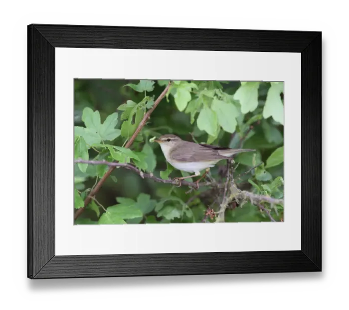 Framed Print : Willow Warbler (Phylloscopus trochilus) adult, with caterpillar in beak, perched on branch in hedgerow, Leicestershire, England, may Framed Print : Willow Warbler (Phylloscopus trochilus) adult, with caterpillar in beak, perched on branch in hedgerow, Leicestershire, England, may