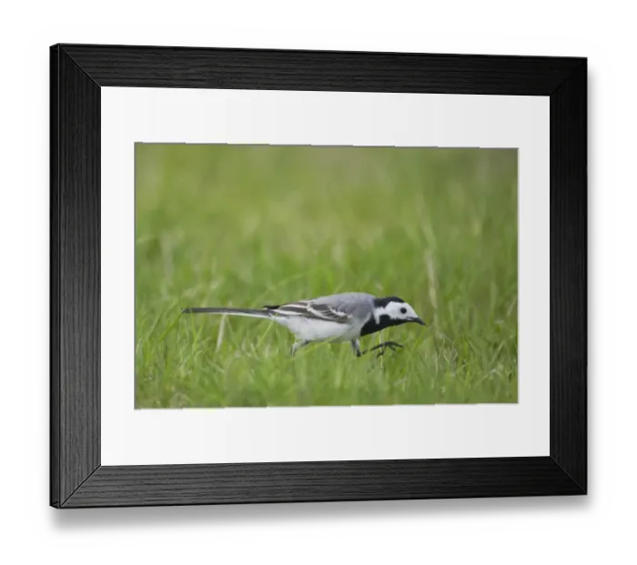 Framed Print : White Wagtail (Motacilla alba alba) adult, foraging, catching insects in grassland, Finland