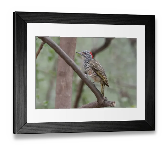 Framed Print : Nubian Woodpecker (Campethera nubica) adult female, perched on branch, Kenya