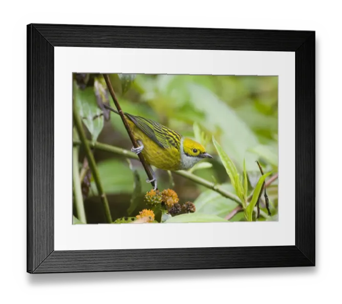 Framed Print : Silver-throated Tanager (Tangara icterocephala frantzii) adult, perched on stem, Altos Del Maria, Panama Framed Print : Silver-throated Tanager (Tangara icterocephala frantzii) adult, perched on stem, Altos Del Maria, Panama