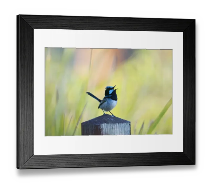 Framed Print : Superb Fairywren (Malurus cyaneus) adult male, singing, perched on post in garden, Queensland, Australia Framed Print : Superb Fairywren (Malurus cyaneus) adult male, singing, perched on post in garden, Queensland, Australia