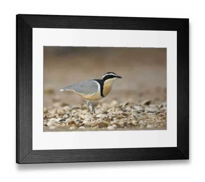 Framed Print : Egyptian Plover (Pluvianus aegyptius) adult, walking on seashells, near Kaolack, Senegal, october Framed Print : Egyptian Plover (Pluvianus aegyptius) adult, walking on seashells, near Kaolack, Senegal, october