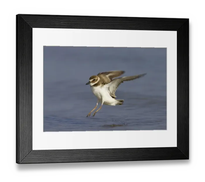 Framed Print : Wilson's Plover (Charadrius wilsonia) adult, in flight, taking off from water, Fort de Soto, Florida, U. S. A
