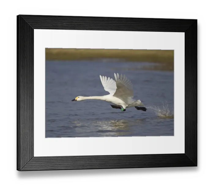 Framed Print : Bewick's Swan (Cygnus bewickii) adult, with leg ring, taking off from water, Slimbridge, Gloucestershire, England, march Framed Print : Bewick's Swan (Cygnus bewickii) adult, with leg ring, taking off from water, Slimbridge, Gloucestershire, England, march