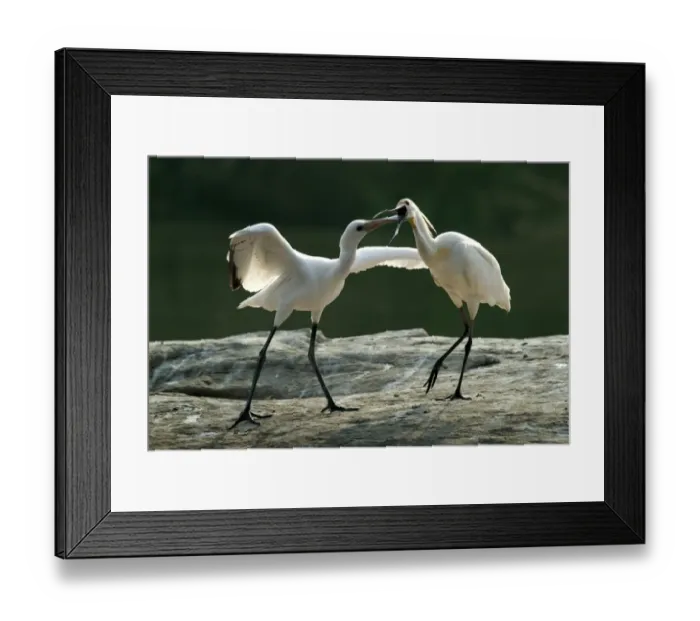 Framed Print : Eurasian Spoonbill (Platalea leucorodia) adult feeding juvenile, Mysore, Karnataka, India Framed Print : Eurasian Spoonbill (Platalea leucorodia) adult feeding juvenile, Mysore, Karnataka, India